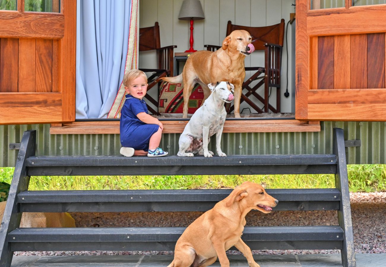 Chalet in Dittisham - Beech Luxury Shepherds Lodge